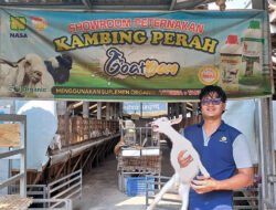 KAMBING PERAH: Ragu-Ragu Beternak? Takut Rugi? Simak Kiat Pemilik “GoatDay” yang Sudah Sukses…