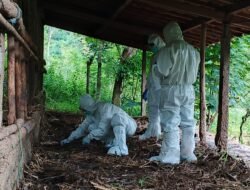 GUNUNGKIDUL: Satu Kasus Penyakit Antraks Langsung Ditanggapi Agar Tak Menular ke Ternak Lain dan Manusia