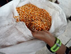 JAGUNG: Harga Jagung Rp5.500/Kg, Bulog Siap Serap 1 Juta Ton Saat Panen Raya