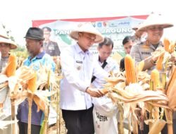 JAGUNG: Dukung Swasembada Pangan, Pemkab Lamongan Tanam Jagung di Lahan Tidur