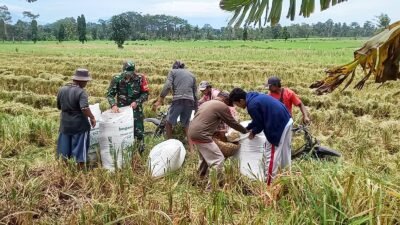 LUMAJANG: Beras Lokal Jadi Prioritas, Impor Disetop, Petani Diuntungkan