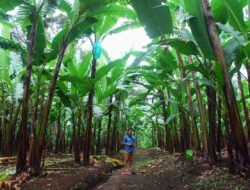 PISANG MAS KIRANA: Melawan Layu Fusarium, Pemkab Lumajang Siapkan Solusi Berkelanjutan Atasi Penurunan Produksi