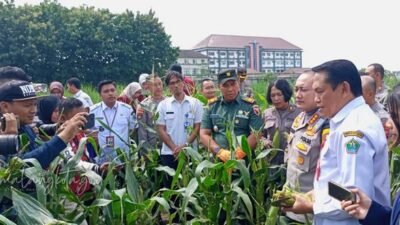 JAGUNG: Panen Raya Jagung di Kedungkandang, Malang Seluas 2.500 Meter Persegi