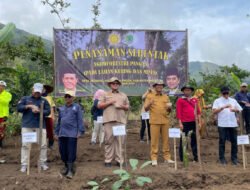 PADI GOGO: Upaya Optimalisasi Lahan Kering, Pemkab Pasuruan Dorong Penanaman Padi Gogo Varietas Inpari 42