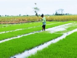 PUPUK: Petani di Sumbersari, Lumajang, Lakukan Pemupukan pada Benih Padi Berumur 10 Hari