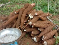 SINGKONG: Petani Apresiasi Keputusan Mentan, Harga Singkong Ditetapkan Rp1.350 Per Kilogram