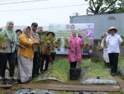 BAWANG MERAH: Warga Binaan Panen Bawang Merah Varietas Bima Brebes