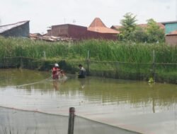 IKAN NILA: Jadi Primadona Baru, Perikanan Air Tawar di Pekalongan Menjanjikan