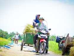 KETAHANAN PANGAN: Kementerian Pertanian RI Pastikan Ketahanan Pangan di Indonesia, Terjaga
