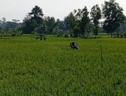 PADI: Cegah Serangan Hama Wereng, Petani Lakukan Penyemprotan Mandiri, Pakai Biaya Sendiri