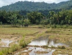 SAWAH: Petani Abdya Semangat Garap Lahan di Bulan Ramadan untuk Masa Tanam Gadu 2025