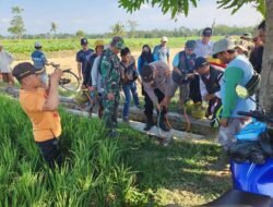 TIKUS: Gropyokan Serentak, Jurus Ampuh Para Petani di Lumajang, Lawan Hama Tikus