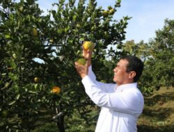 JERUK LOKAL, Tetap Digemari, Produksi Nasional Pun, Mencukupi
