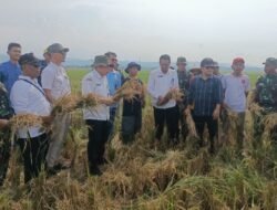 PADI: Panen Raya Padi di Gringsing, Batang, Bulog Serap 243 Ton Gabah dari Petani