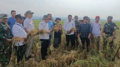 PADI: Panen Raya Padi di Gringsing, Batang, Bulog Serap 243 Ton Gabah dari Petani