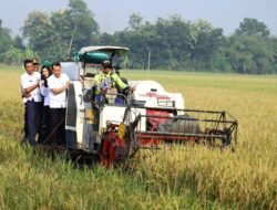 PADI: Panen Raya, Bupati Kudus Sebut Petani sebagai Pahlawan Pangan