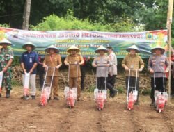 JAGUNG: Tingkatkan Ketahanan Pangan, Pemkab Pemalang Gandeng Polres untuk Menanam Jagung