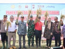 PADI: Panen Padi dan Penyerapan Gabah Oleh Perum Bulog dengan Harga Rp6.500 Per Kg