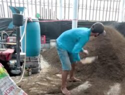 PUPUK ORGANIK: Petani Padi di Kabupaten Magelang Minati Pupuk dari Kotoran Kambing