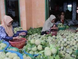 SRIKAYA: Sumenep Panen Srikaya, Pemasaran Tembus ke Supermarket di Surabaya