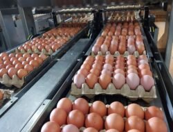 TELUR: Ekspor Unggas dan Telur ke UEA Dibuka, Indonesia Segera Manfaatkan Peluang