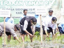 PADI: Lamongan Mulai Lakukan Tanam Benih Padi Musim Tanam II