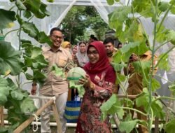 MELON: Desa Sukorejo, Bojonegoro, Jadi Pioner Kebun Melon Berbasis Edufarm