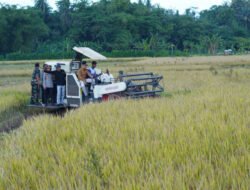 PADI: Panen Raya Padi Serentak, Bantul Kejar Produktivitas, Meski Ada Alih Fungsi Lahan