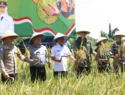 PADI: Panen Raya Serentak, Kota Cirebon Komitmen Dukung Ketahanan Pangan Nasional