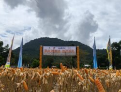 JAGUNG: Panen di Manggarai Timur, NTT, Kementan Dukung Swasembada di Wilayah Timur Indonesia