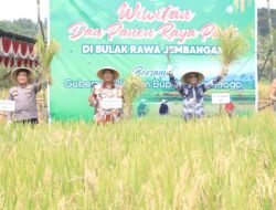 PADI: Maksimalkan Hasil Pertanian, Pemkab Kulon Progo Gelar Wiwitan dan Panen Raya