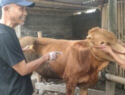 SAPI: Peternak di Temanggung Diminta Waspadai Penyakit Lato-Lato