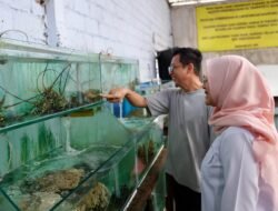 LOBSTER: Berkunjung ke Kampung Lobster di Banyuwangi, Jawa Timur, Sukses Budi Daya Lobster Hingga Ekspor ke China