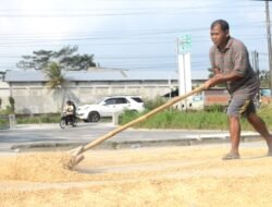 GABAH: Hingga Medio Mei 2025, Bulog Belanjakan Rp15,15 Triliun untuk Ketahanan Pangan