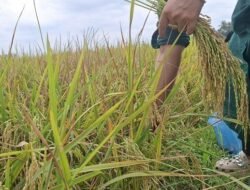 PADI: Panen Raya Serentak di Tiga Kabupaten Aceh, Tantangan dan Harapan bagi Petani