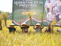 PADI: Panen Raya, Produktivitas Padi di Bantarbolang, Pemalang Capai 6,6 Ton per Hektare