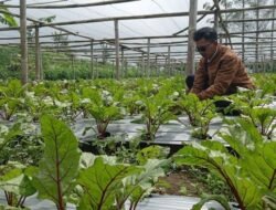 SAYURAN PREMIUM: Bidik Kelas Menengah ke Atas, Petani di Ngablak, Magelang Tanam Sayuran Premium
