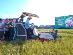 PADI: Panen Raya, Surplus Beras di Sragen Capai 314.301 Ton