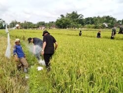 TIKUS: Gropyok Hama Tikus, Petani Kabupaten Magelang Optimistis Bisa Panen Padi dengan Maksimal