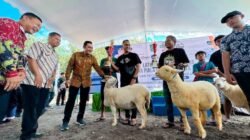 DOMBA: Gelar Kontes sebagai Momentum Bangkitkan Potensi Peternakan Kabupaten Lumajang, Jawa Timur