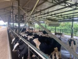 SUSU: Pelaku Usaha Impor Sapi Perah Mulai Produksi Susu, Sistem Kemitraan Perlu Dilakukan?