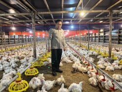 AYAM: Harga Ayam Hidup Mulai Naik, Kementan Perkuat Pengawasan dan Distribusi