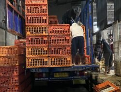 AYAM HIDUP: Sidak Pangkalan Ayam di Jakarta, Awasi Distribusi dan Harga