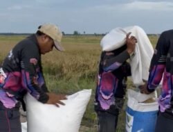 BRIGADE PANGAN: Petani Muda di Jambi Raup Rp20 Juta per Bulan, Langkah Strategis Regenerasi dan Swasembada