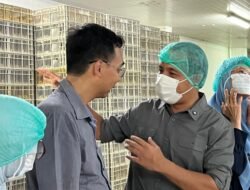 HARGA AYAM: Kementan Pantau Produksi DOC Broiler untuk Jaga Stabilitas