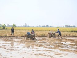 PADI: Genjot Produksi, Usai Panen Langsung Gerak Cepat Penanaman di Indramayu hingga Subang