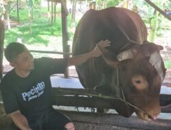 IDULADHA 2025: Sapi Kurban Presiden untuk Jambi, Semua dari Peternak Lokal