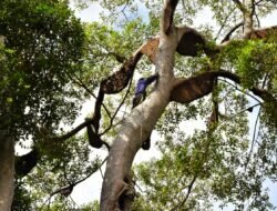 MADU SIALANG, Butiran Emas dari Hutan Siak yang Tembus Pasar Internasional