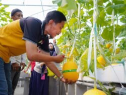 MELON: Panen Perdana Melon Waras Farm RSUD Sragen, Menggiurkan…