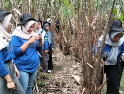 WISATA PETIK SALAK, Langsung dari Pohonnya di Kecamatan Srumbung, Kabupaten Magelang